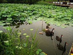 -长兴太湖图影湿地文化园