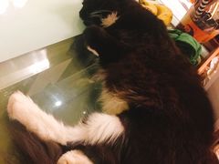 -猫色咖啡·猫咖