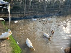 -前小桔亲子创意农场·草莓采摘·露营烧烤