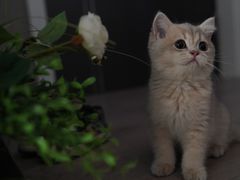 -东方名猫馆·英短金渐层布偶猫舍(环线广场1号楼店)