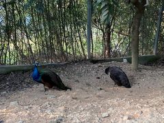 -泉州海丝野生动物世界