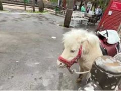-贵州森林野生动物园