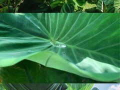 -华海酒店(茂名高铁站店)