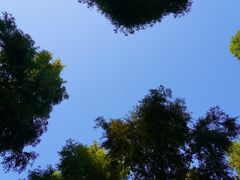 -黄海国家森林公园