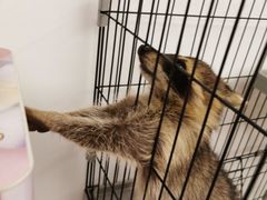-浣熊柯尔鸭土拨鼠·电玩咖