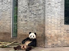 -都江堰中华大熊猫苑