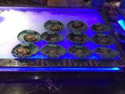 -国惠大酒楼(爱琴海购物公园店)