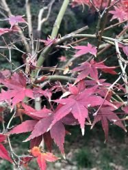 -周怡玲美容美体SPA