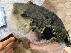 -鲐赏河豚(长寿店)