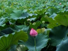 -丽清大别山鹅火锅(潜山路店)