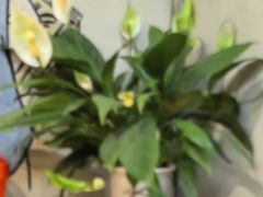 -节节香.成都非遗肥肠粉(总店)