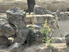 -石家庄市动物园