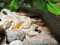 -秋香家韩式炭火烤肉(磐石路店)