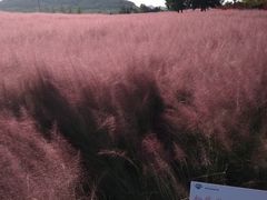 -羊亭河湿地公园