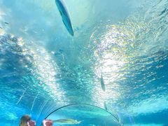 -瑞普利水族馆