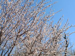 -天津东丽湖风景区