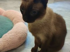 -猫小院猫主题餐厅(南锣旗舰店)