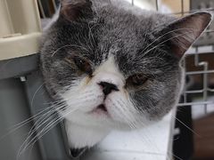-乖乖宠物医院·猫科·急重症中心(车站北路分院)