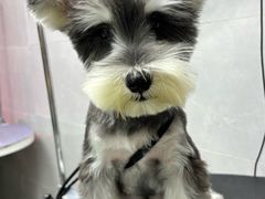 -翊宠yipet猫狗购宠庄园犬舍•猫舍