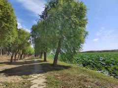 -洪湖生态旅游区