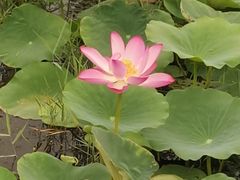 -天津东丽湖风景区