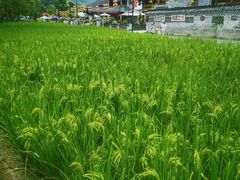 -寨沙侗寨(侗族歌堂)