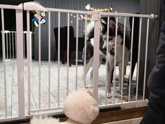 -百好乐宠物友好餐厅(朝外大街店)