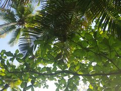 -三亚珠江南田温泉度假区