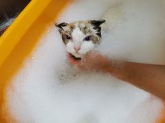 -创凡宠物医院·骨专科  猫科中心(西乡分院)