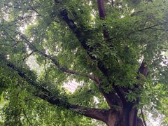 -成都市活水公园