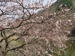 -金龙寺国家森林公园