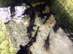 -荣德灶台鱼(圣泉寺店)