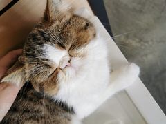 -瞄一喵猫咖(格力海岸店)