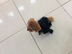 -中农大我爱我爱24h动物医院·中医针灸·猫专科·骨科医疗中心(双井店)