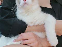 -lincat·猫舍(广州店)