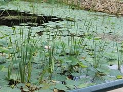-黛秀湖公园