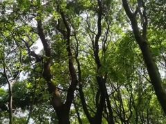 -火炉山森林公园