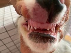 -翊宠yipet猫狗购宠庄园犬舍•猫舍