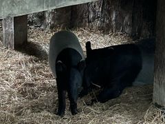 -清迈夜间动物园