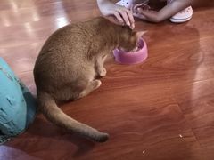 -猫小院猫主题咖啡厅(北锣店)