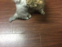 -申普宠物医院·心脏介入·心血管微创(总院)