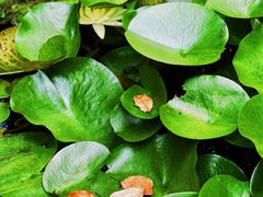 -陈家山荷花公园