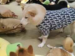 -逗柴咖啡屋·狗咖猫咖宠物桌游