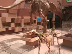 -陕西自然博物馆