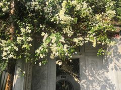 -深圳国际园林花卉博览园