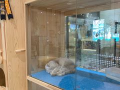 -藏猫猫咖啡主题馆(中央大道店)