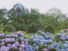 -上海共青森林公园