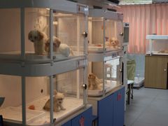 -翊宠yipet猫狗购宠庄园犬舍•猫舍