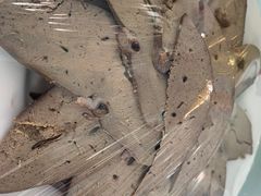 羊肝-察右中旗娜仁汗旅游自驾区