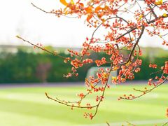 -上海星河湾双语学校